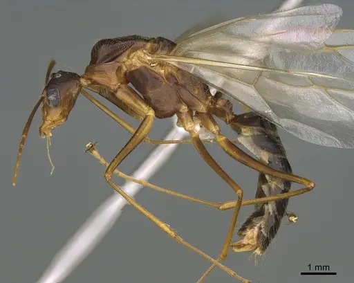 Camponotus dufouri - CASENT0191868