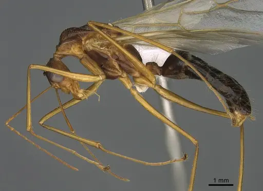 Camponotus dufouri - CASENT0191884