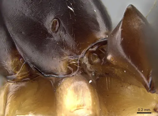 Camponotus dufouri - CASENT0192117