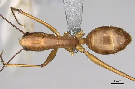 Camponotus dufouri - CASENT0274127