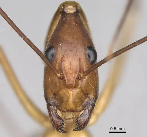 Camponotus dufouri - CASENT0274127