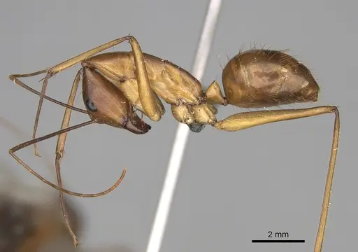 Camponotus dufouri - CASENT0274127