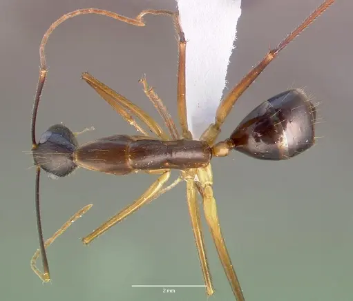 Camponotus dufouri - CASENT0409179