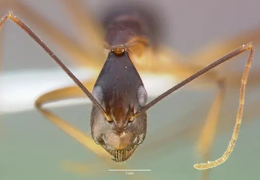 Camponotus dufouri - CASENT0409179