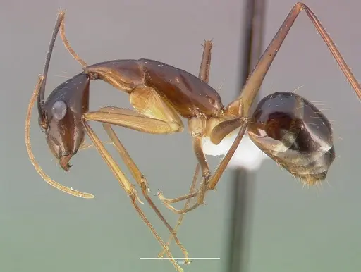 Camponotus dufouri - CASENT0409179