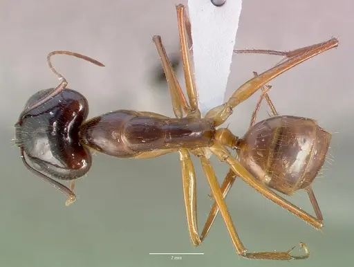 Camponotus dufouri - CASENT0409180