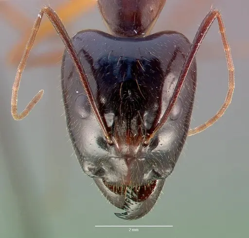 Camponotus dufouri - CASENT0409180