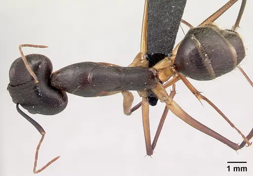 Camponotus dufouri - CASENT0487725