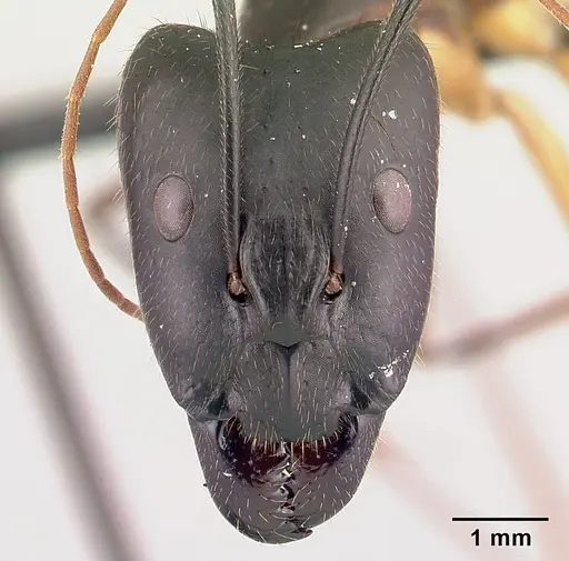 Camponotus dufouri - CASENT0487725