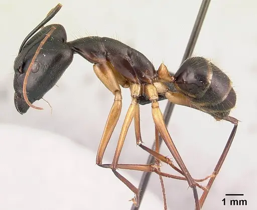 Camponotus dufouri - CASENT0487725