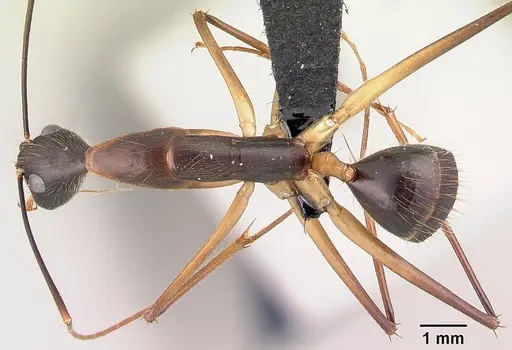 Camponotus dufouri - CASENT0487727