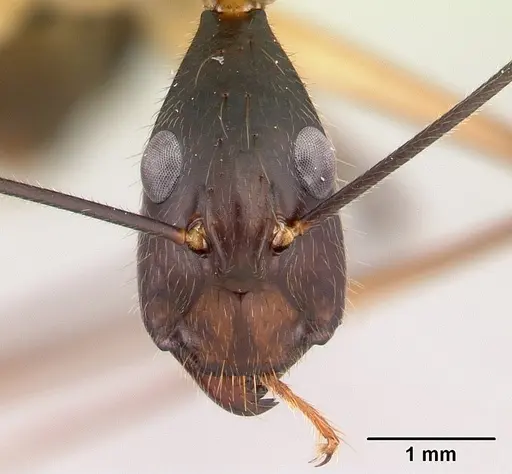 Camponotus dufouri - CASENT0487727