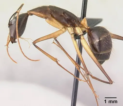Camponotus dufouri - CASENT0487727