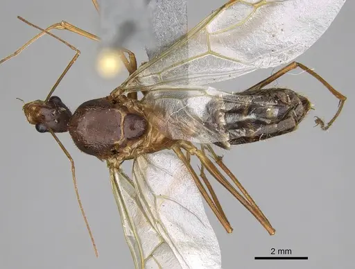 Camponotus dufouri - CASENT0923215