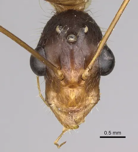 Camponotus dufouri - CASENT0923215