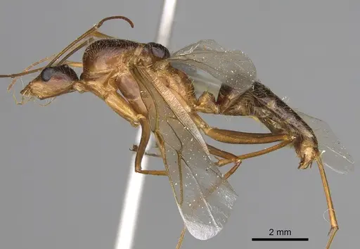 Camponotus dufouri - CASENT0923215