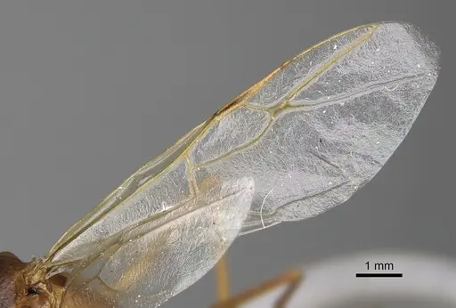 Camponotus dufouri - CASENT0923215