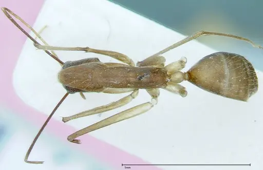 Camponotus dufouri - FOCOL0002