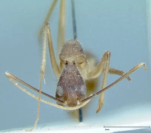 Camponotus dufouri - FOCOL0002