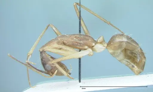 Camponotus dufouri - FOCOL0002