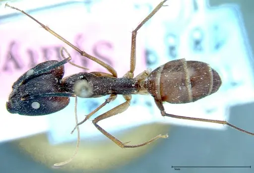 Camponotus dufouri - FOCOL0003