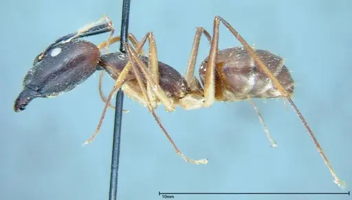 Camponotus dufouri - FOCOL0003