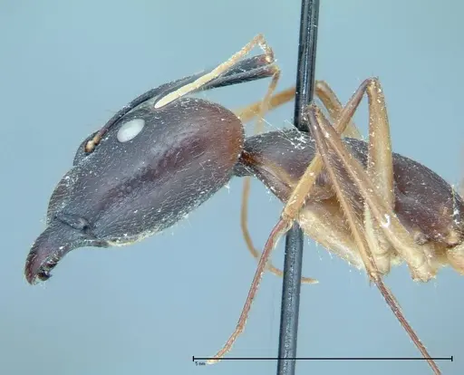 Camponotus dufouri - FOCOL0003