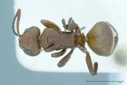 Camponotus dufouri - FOCOL0004