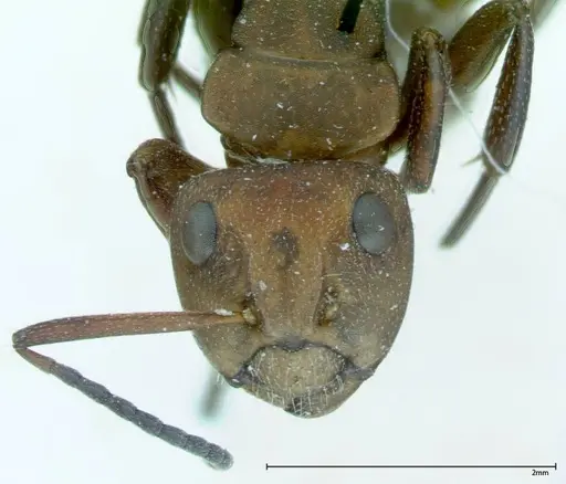 Camponotus dufouri - FOCOL0004