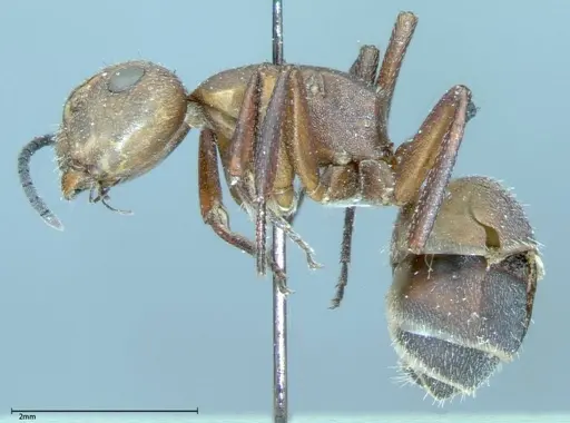 Camponotus dufouri - FOCOL0004