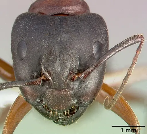 Camponotus dumetorum specimen
