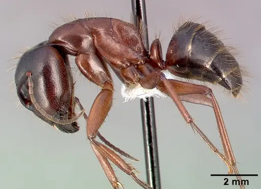Camponotus dumetorum specimen