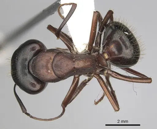 Camponotus dumetorum - CASENT0280021