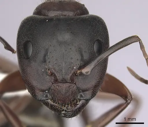 Camponotus dumetorum - CASENT0280021