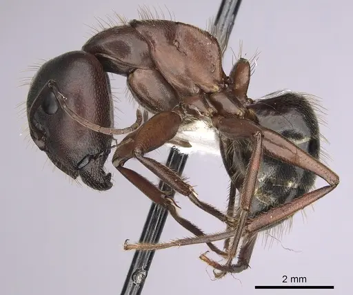 Camponotus dumetorum - CASENT0280021