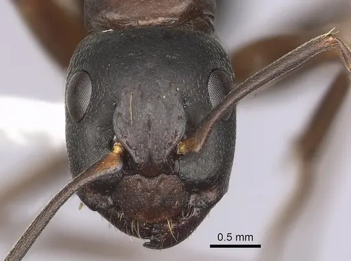 Camponotus dumetorum - CASENT0280022