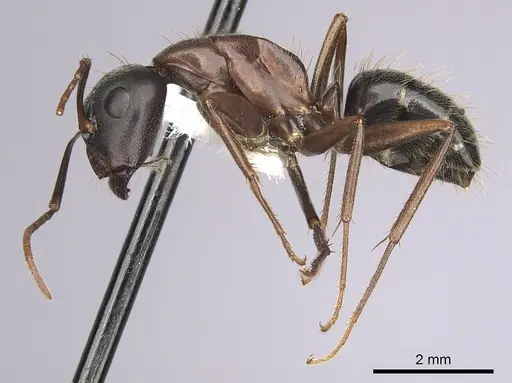 Camponotus dumetorum - CASENT0280022