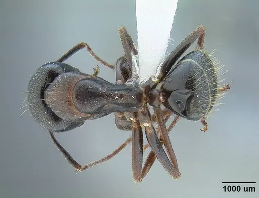 Camponotus dumetorum - CASENT0732631