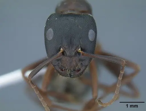 Camponotus dumetorum - CASENT0732631