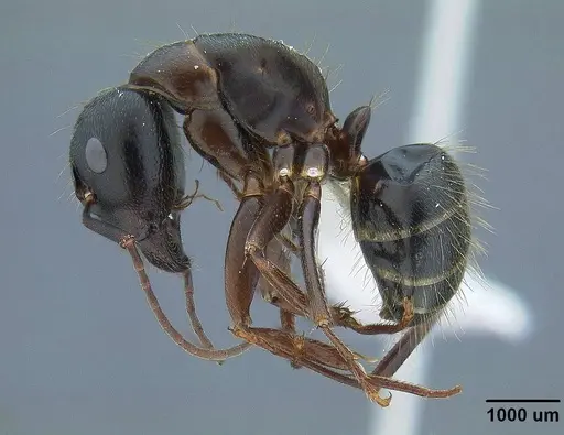 Camponotus dumetorum - CASENT0732631