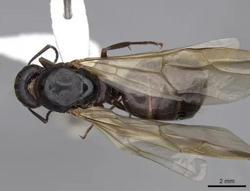 Camponotus dumetorum - CASENT0923089