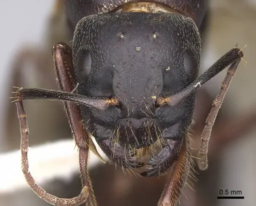 Camponotus dumetorum - CASENT0923089