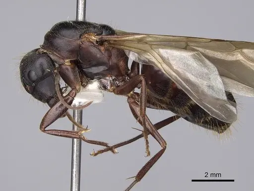 Camponotus dumetorum - CASENT0923089