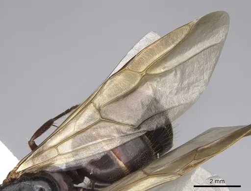 Camponotus dumetorum - CASENT0923089