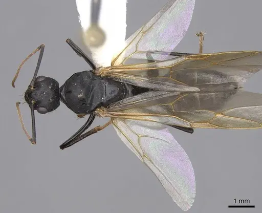 Camponotus dumetorum - CASENT0923090