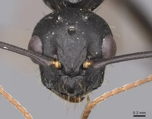 Camponotus dumetorum - CASENT0923090