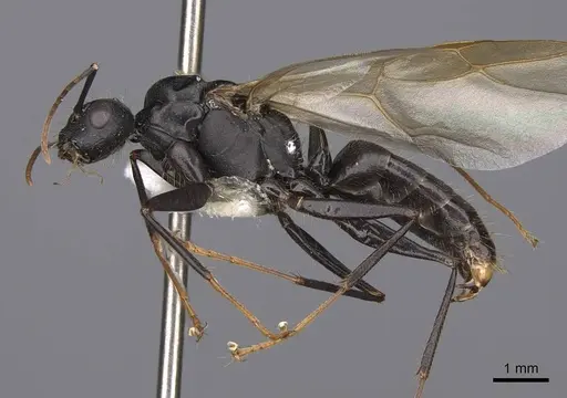 Camponotus dumetorum - CASENT0923090