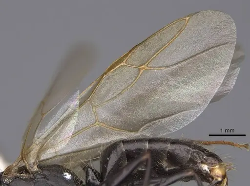 Camponotus dumetorum - CASENT0923090