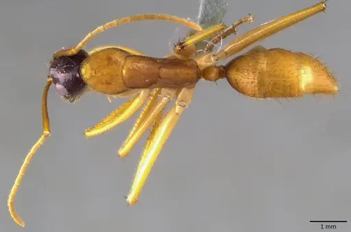 Camponotus eastwoodi specimen