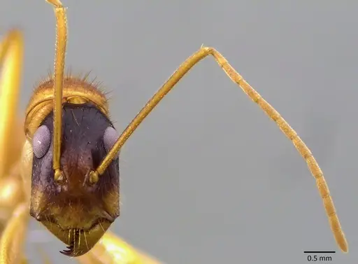Camponotus eastwoodi specimen